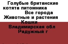 Голубые британские котята питомника Silvery Snow. - Все города Животные и растения » Кошки   . Владимирская обл.,Радужный г.